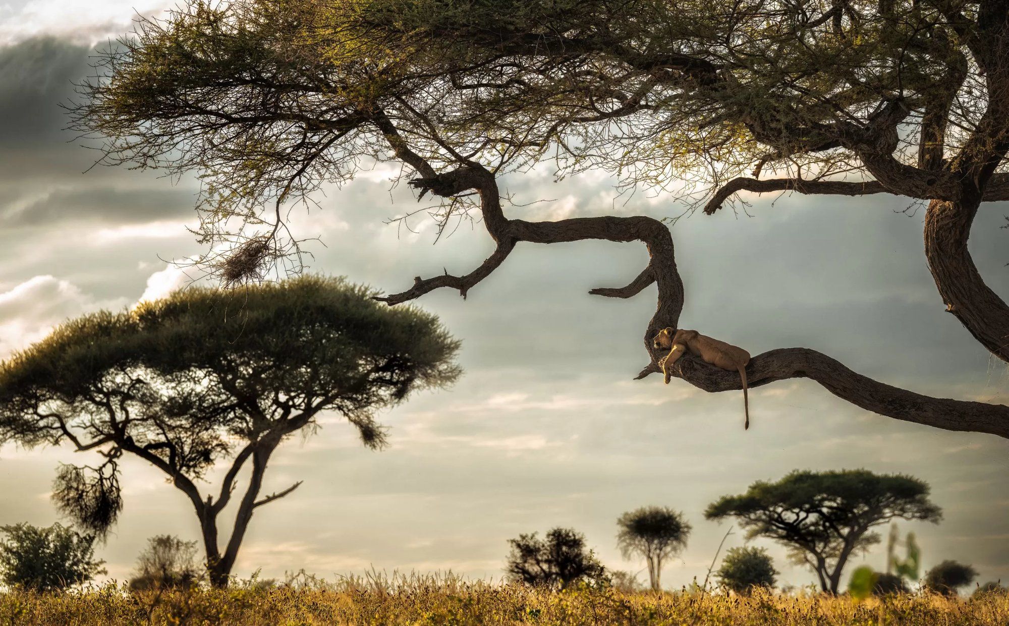 아카시아 나무 위에서 쉬는 표범과 세렝게티 평원